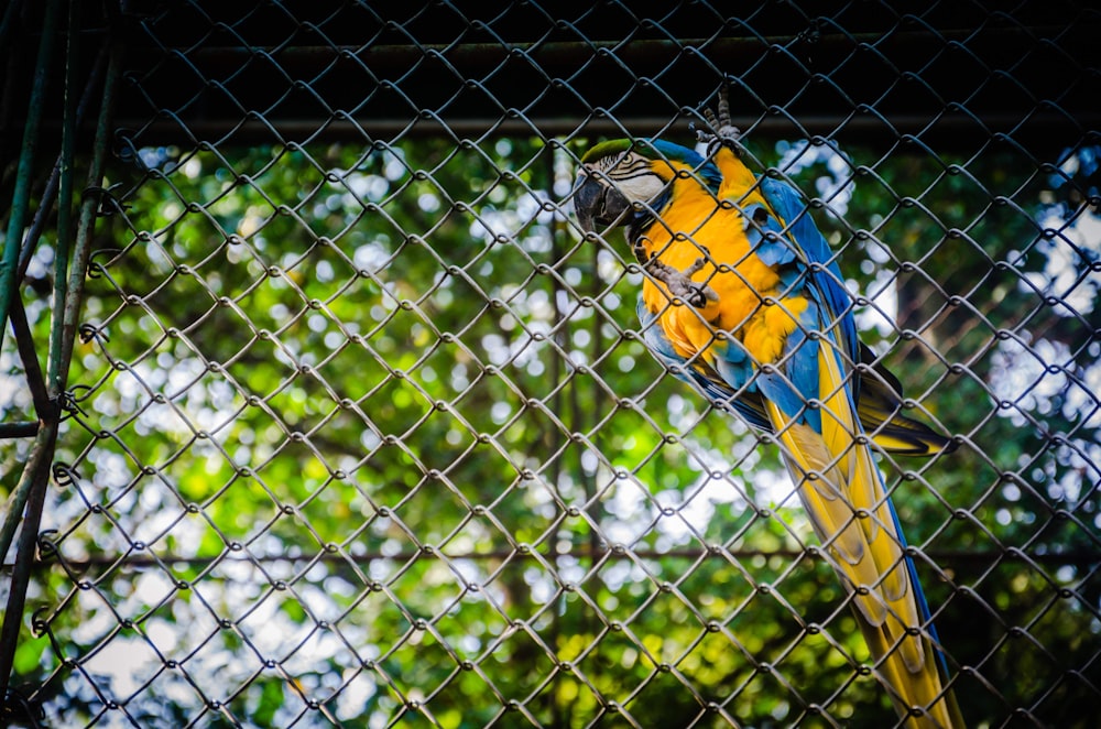 yellow, green, and blue parrot