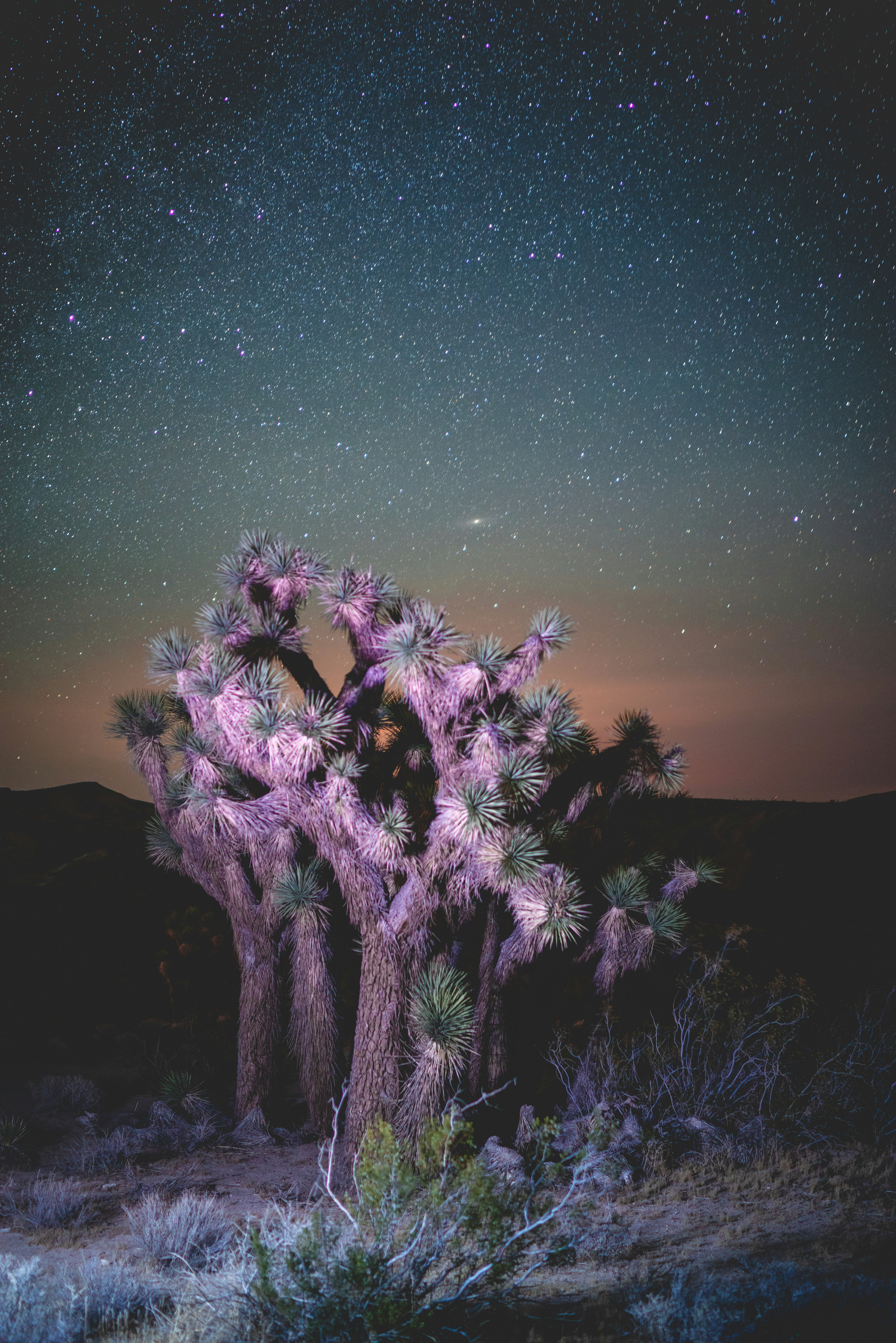 pink tree on dessert at night time