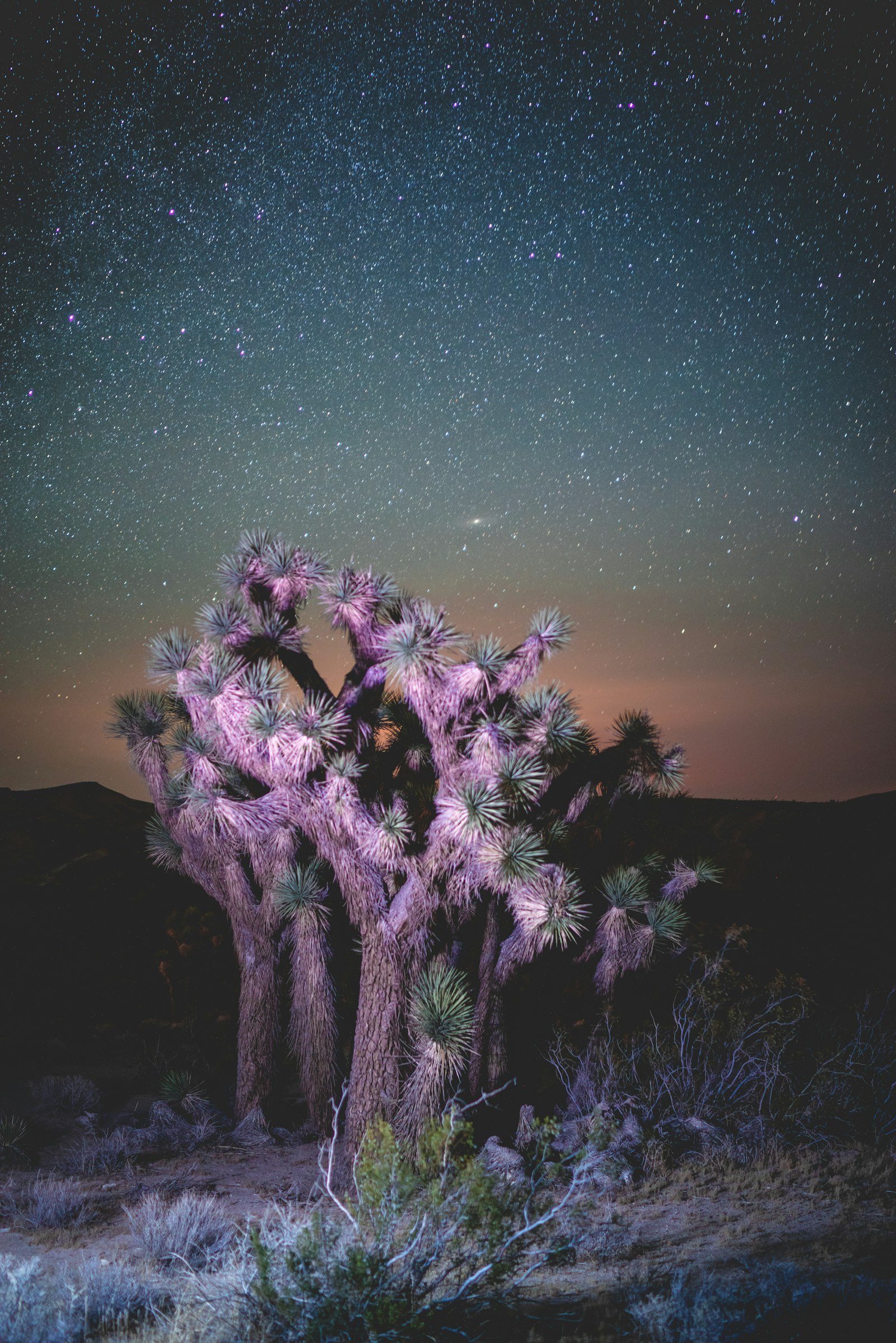 Sony a7R + Sony Distagon T* FE 35mm F1.4 ZA sample photo. Pink tree on dessert photography