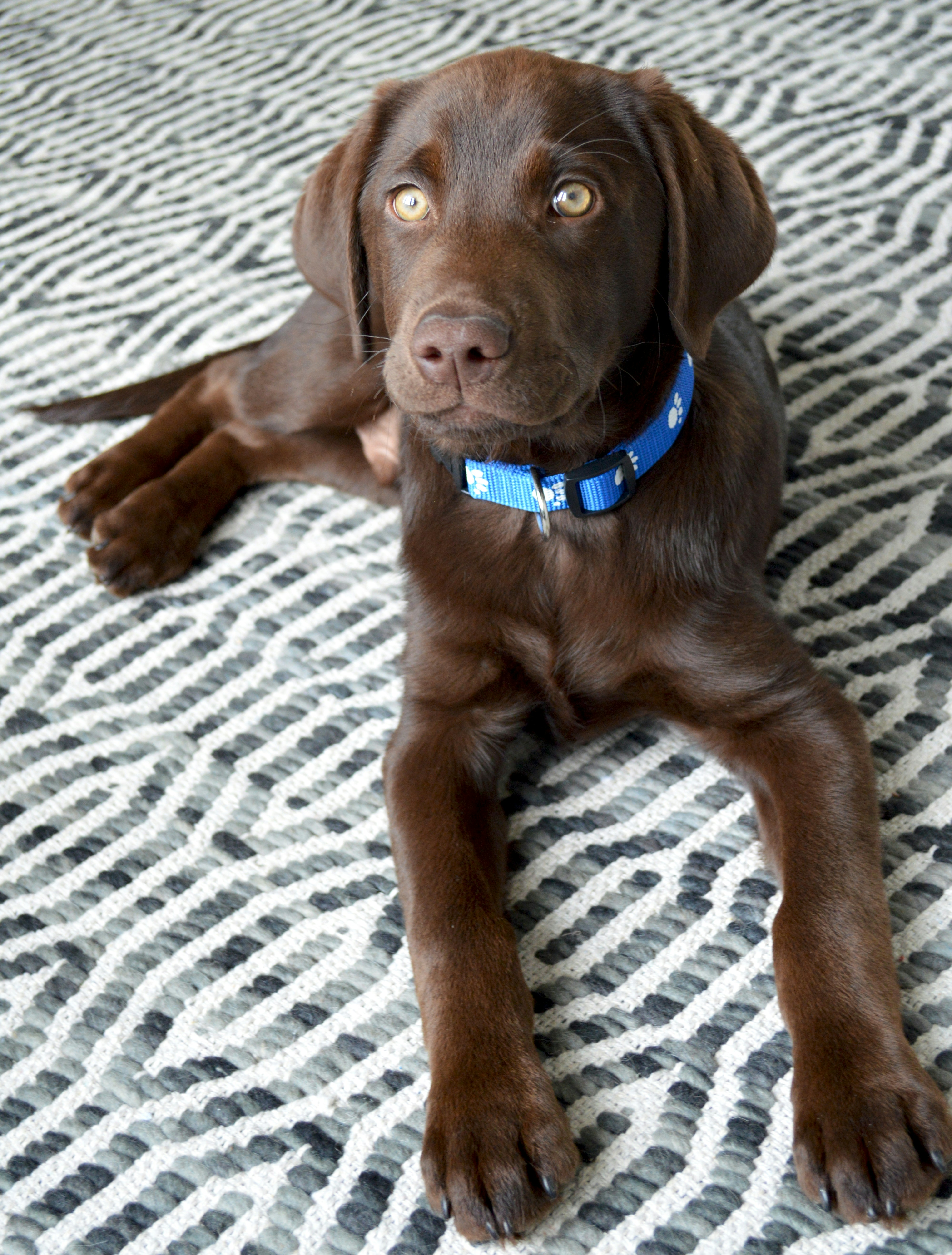 Labrador Puppy Reviews - Testimonials From Happy Families Trenton NJ ...