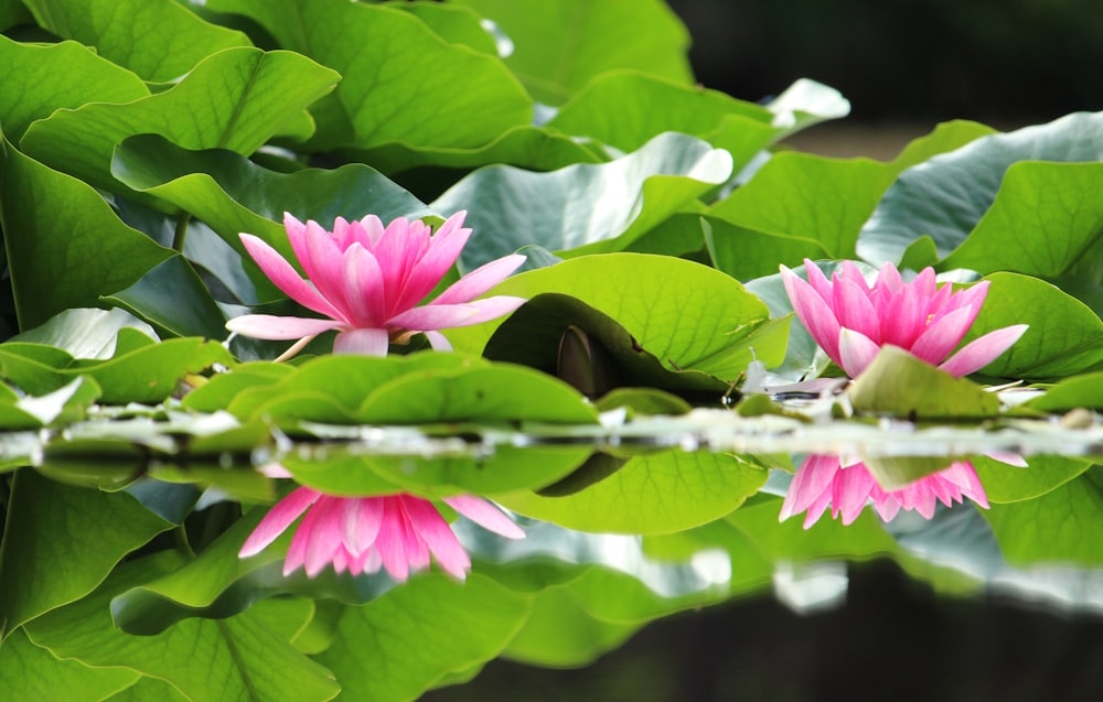 closeup photo of pink petaled flowers