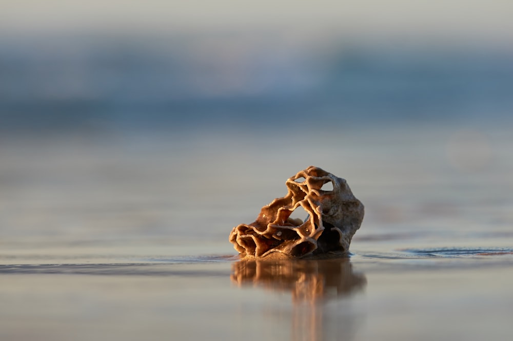 selective focus photo of beige shell near seashore at daytime