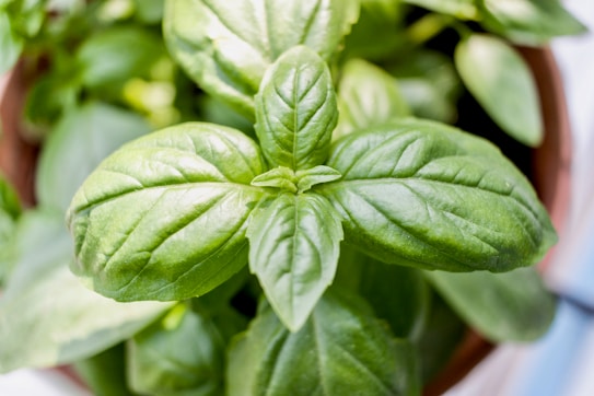 Close-up view of a basil plant with vibrant green leaves. The leaves are broad, shiny, and healthy, with a smooth texture and visible veining. There are more leaves in the background, and the plant appears to be in a pot.