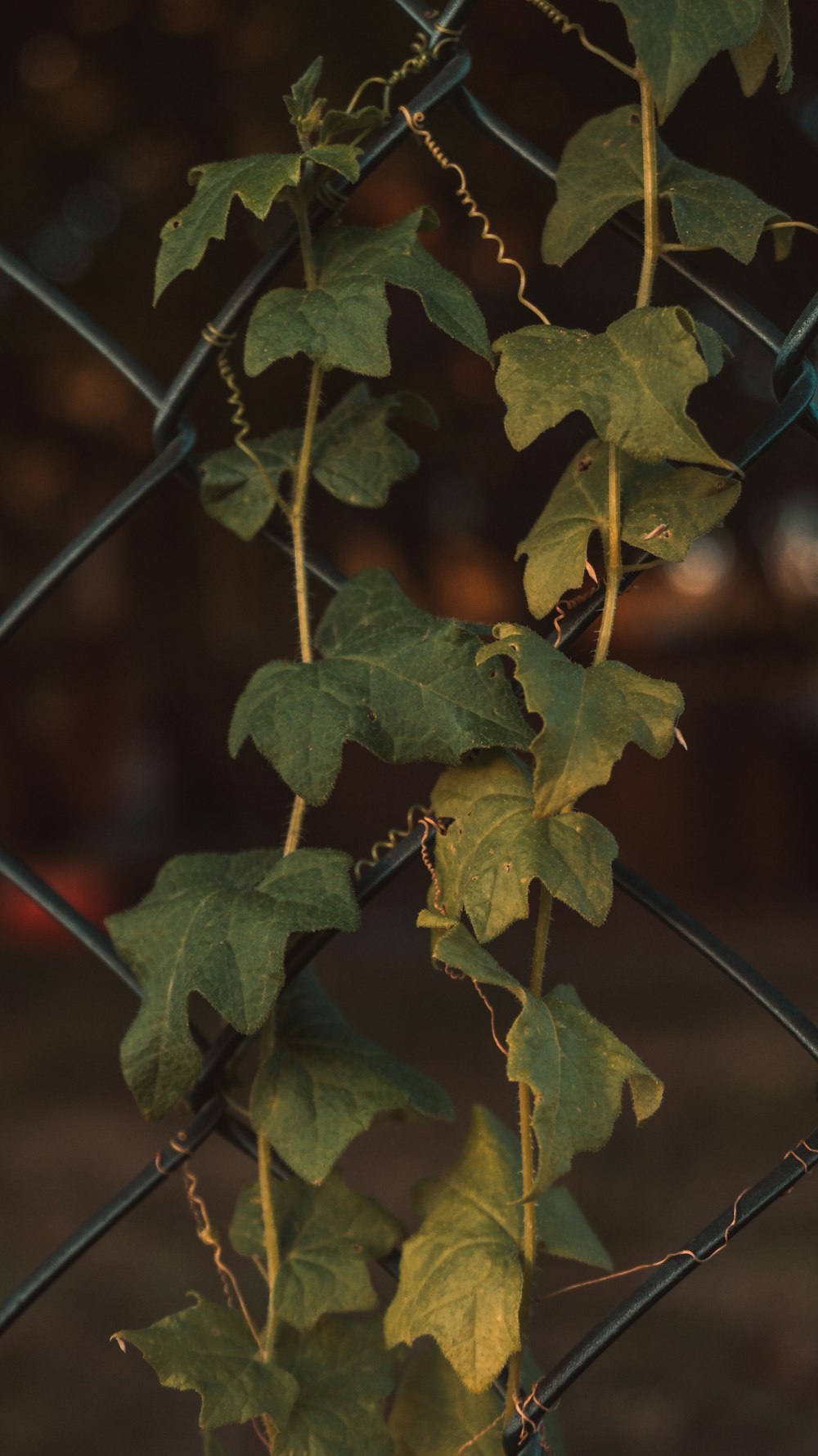 green leaves plant