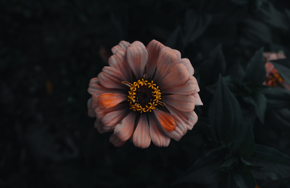 주황색과 흰색 꽃잎 꽃