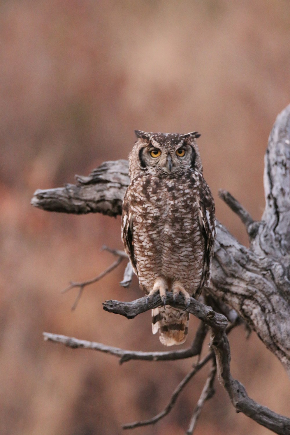 hibou brun perché sur la branche