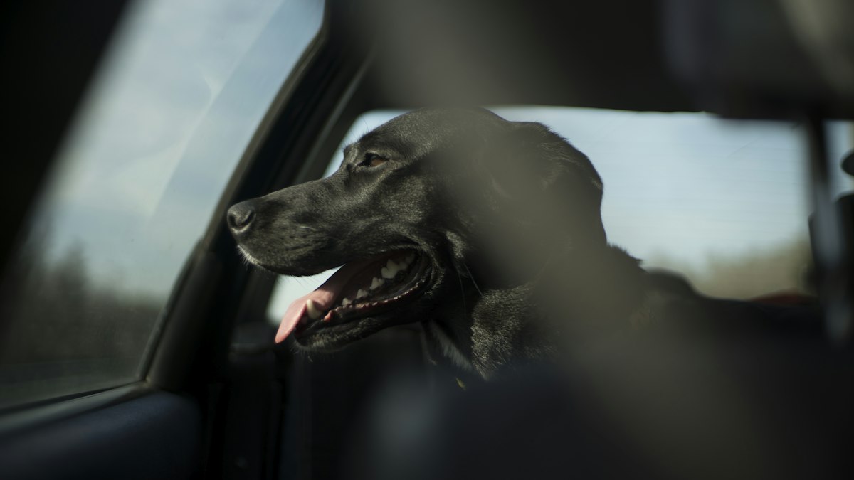 Short-coated black dog in a car