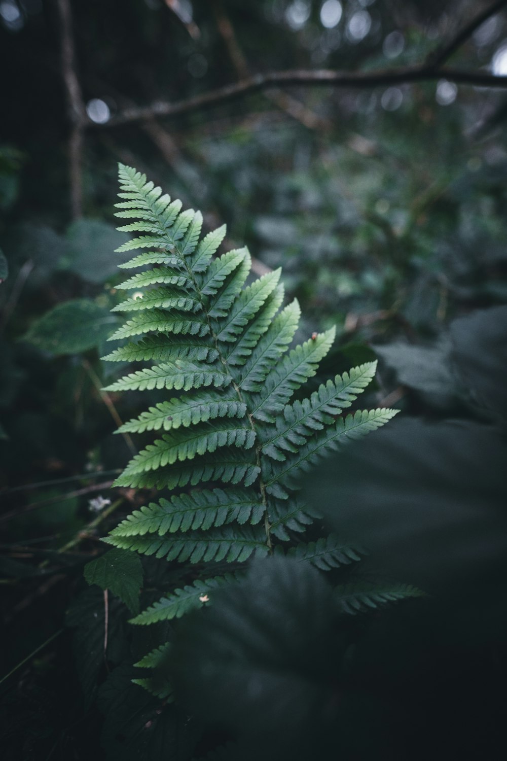 green leafed plants