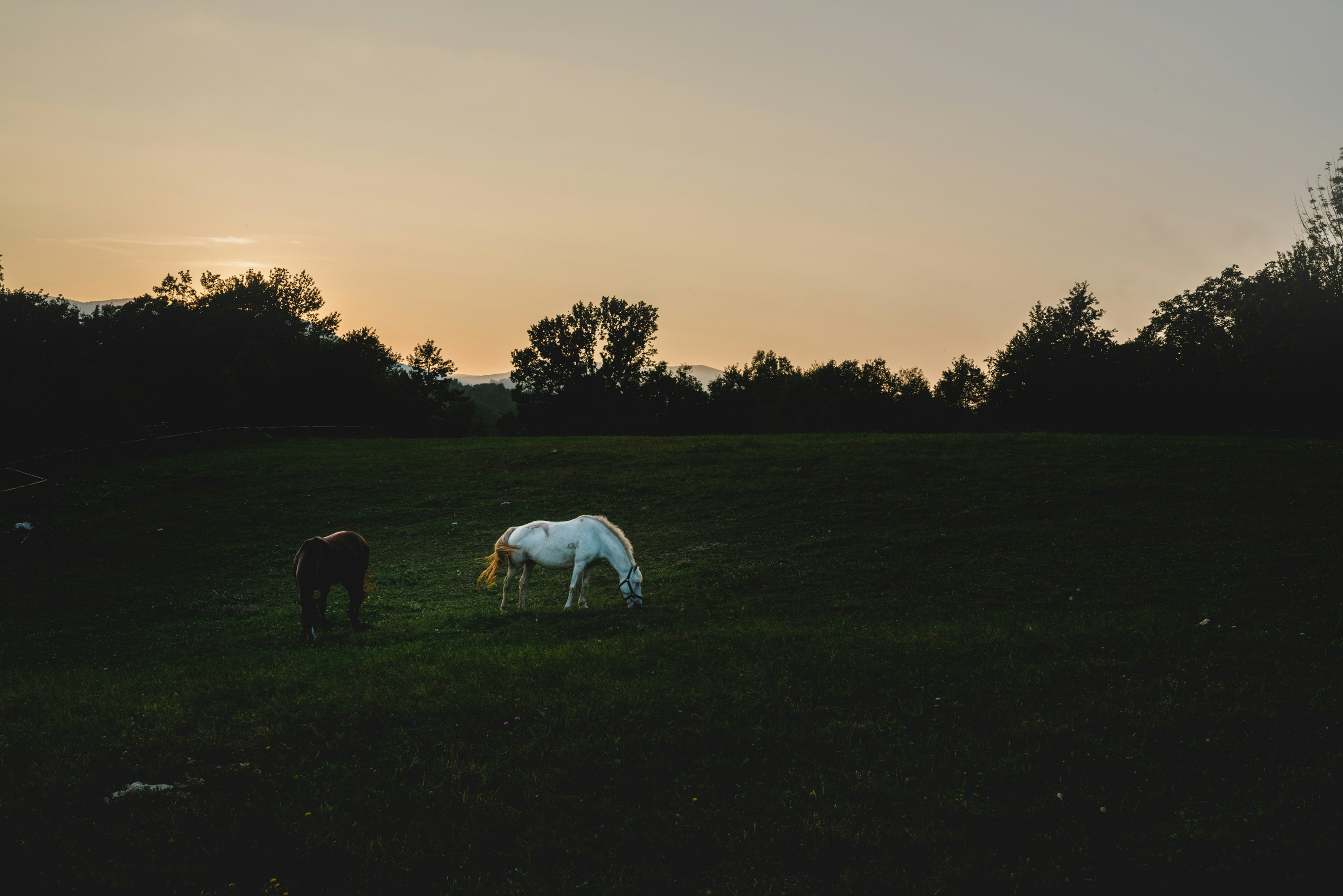 He decided to visit this beautiful animal park near Plitvice lakes because we knew hat there will be dears and many more animals. The last thing we saw was this two horses while they were grazing during this gorgeous sunset.