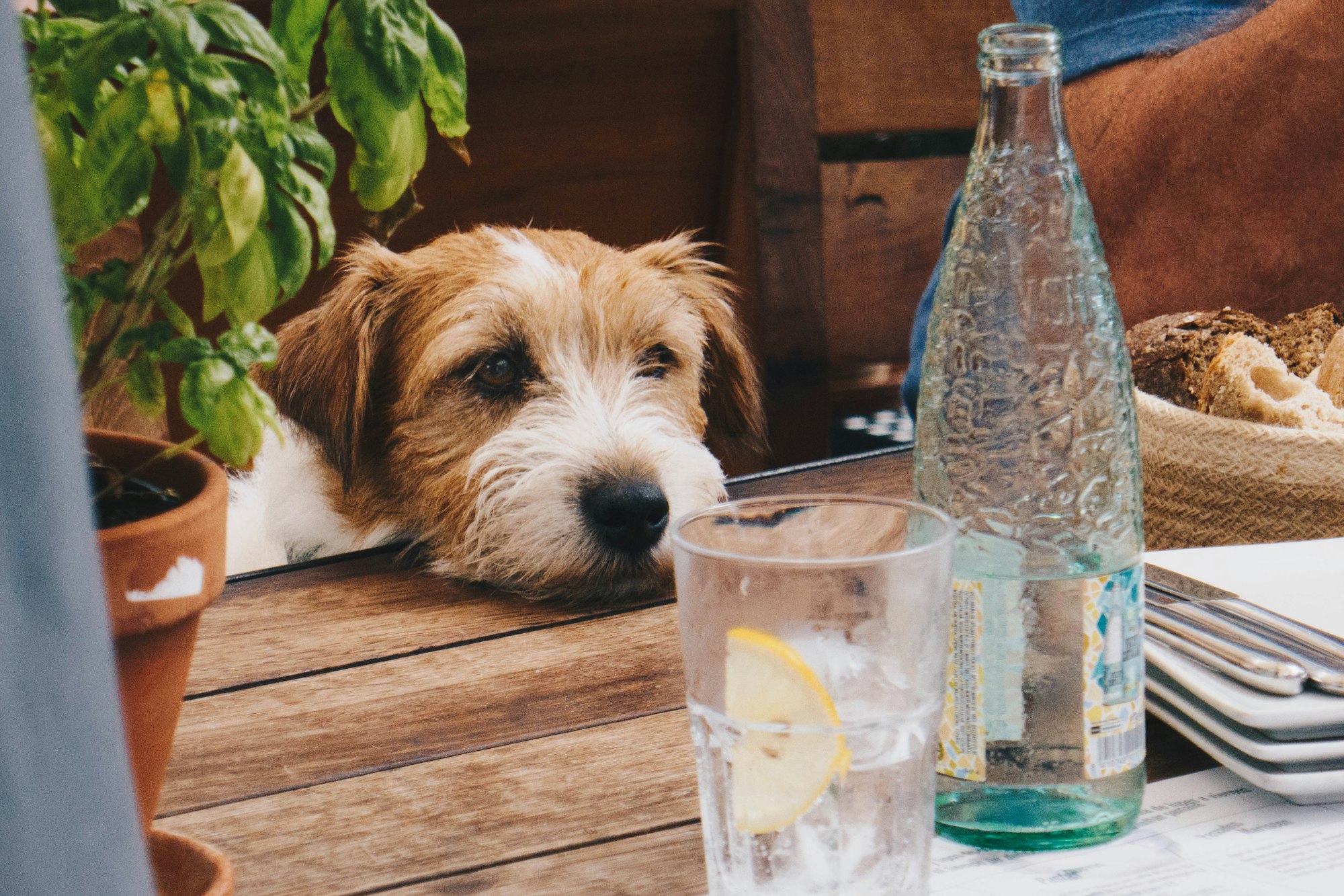 How Much Water Should a Dog Drink Water