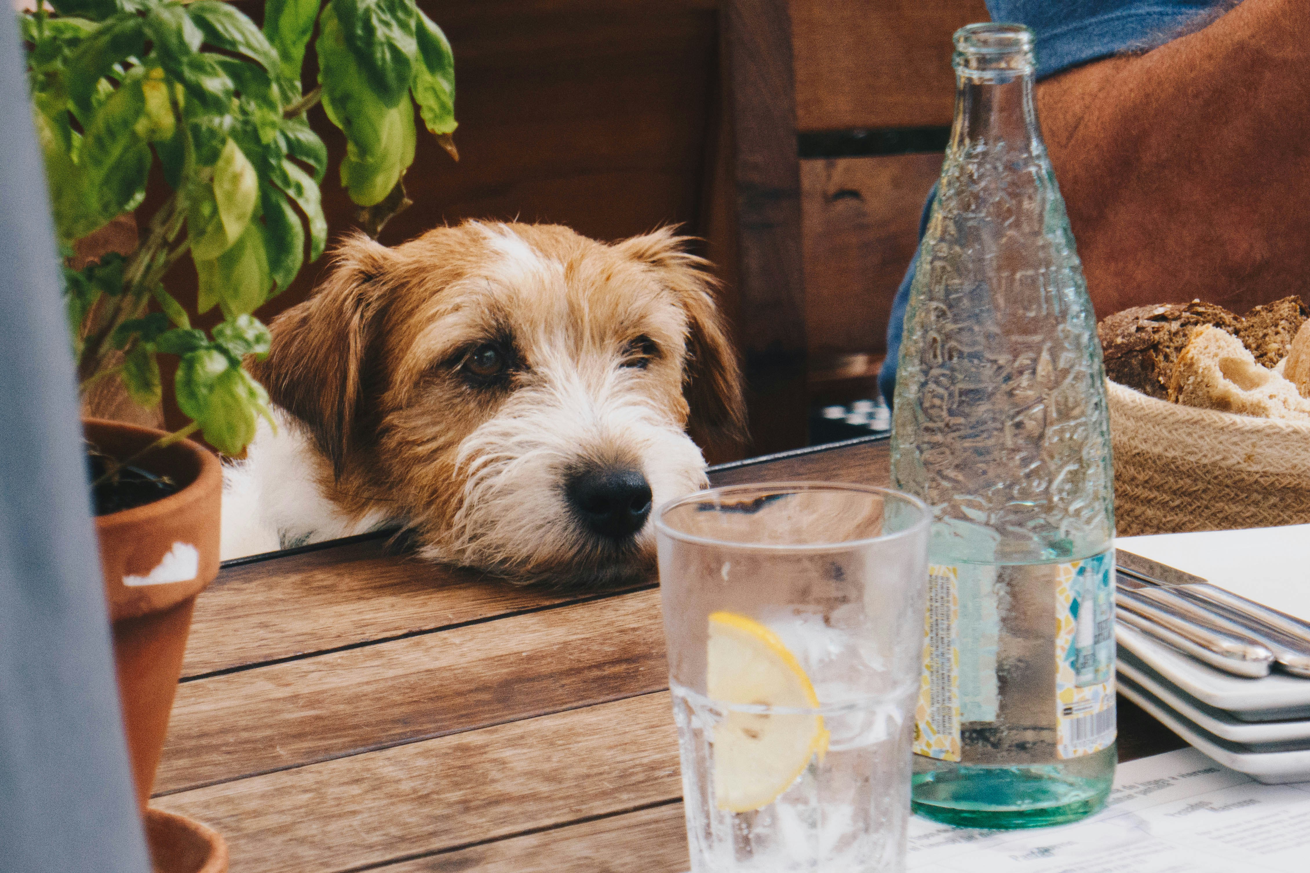 Premium Puppy Food & Gear