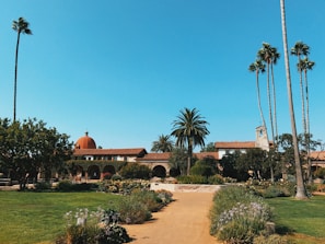 coconut trees near brown building