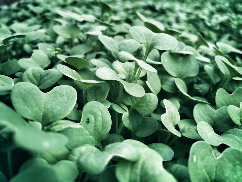 green plants at daytime