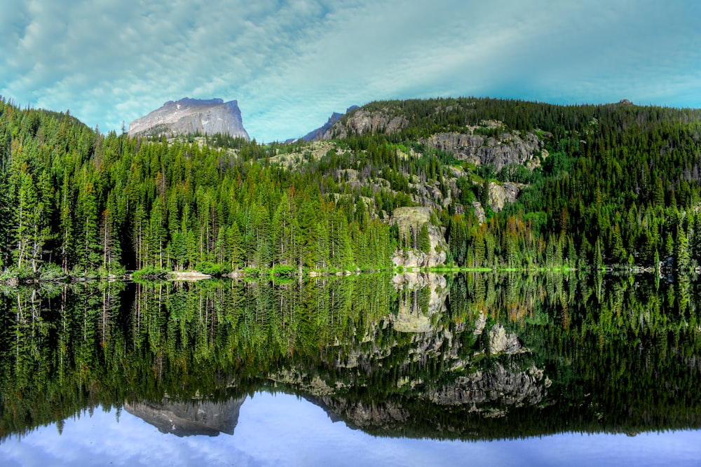 green pine trees