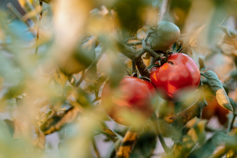 red fruits and green leaves