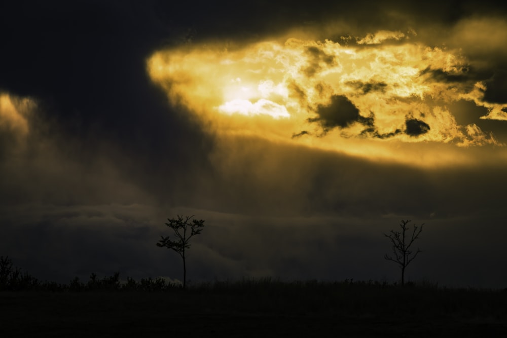 silhouette of plant