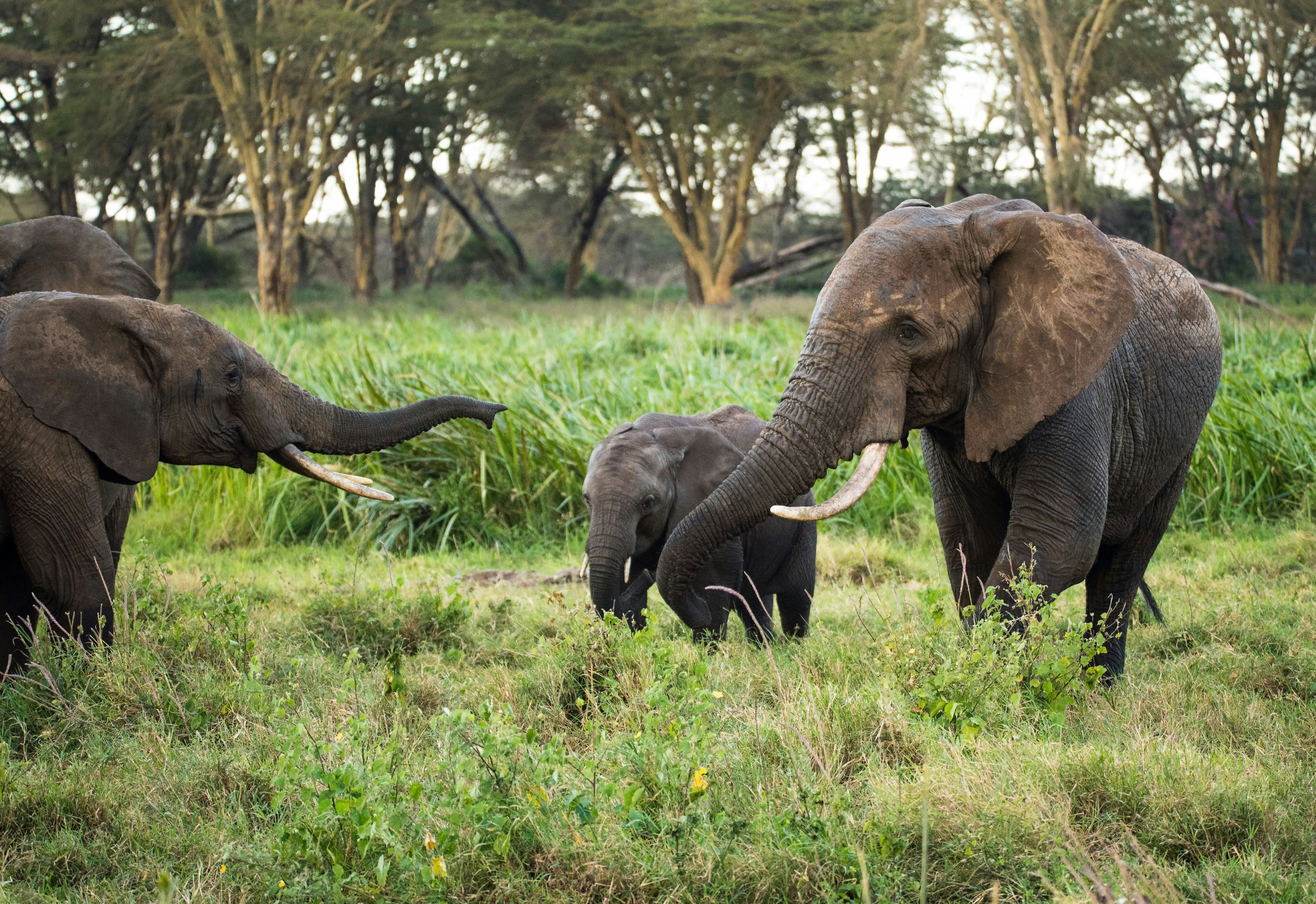 three elephants walking on green grass field during daytime, Elephants greeting each other. Swamp near the headquarters of Lewa Conservancy, Kenya.