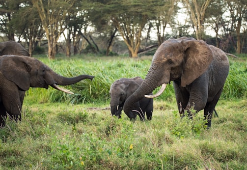 A group of elephants, including adults and a calf, are walking through a lush, grassy field surrounded by trees. The elephants appear to be interacting with each other, using their trunks. The environment is natural and serene.