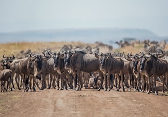 herd of cattle standing on brown ground during daytime