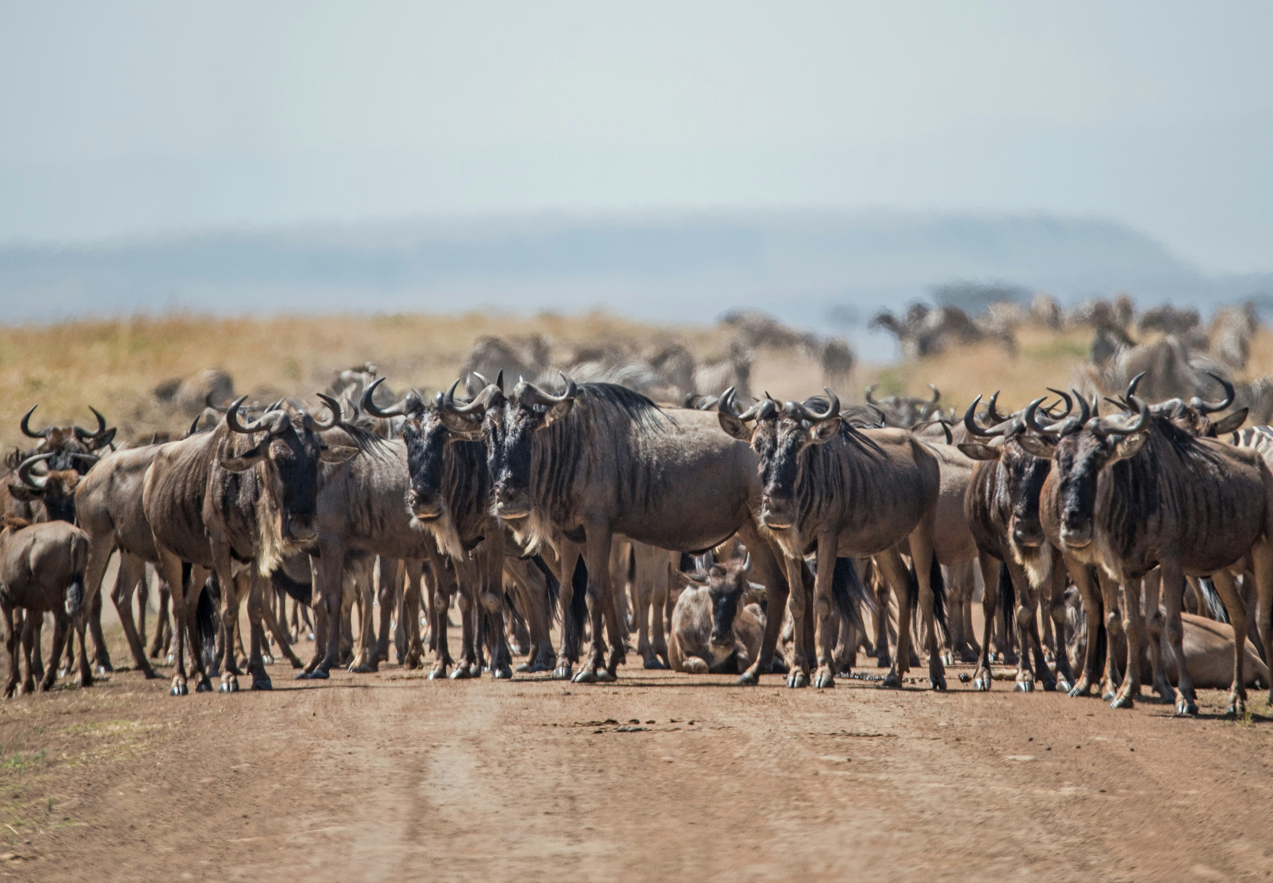 herd of cattle standing on brown ground during daytime
