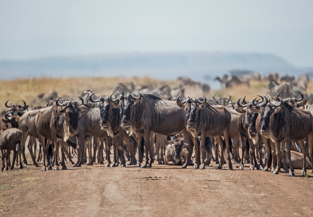 travelers stories about Wildlife in Mara Triangle - Maasai Mara National Reserve, Kenya