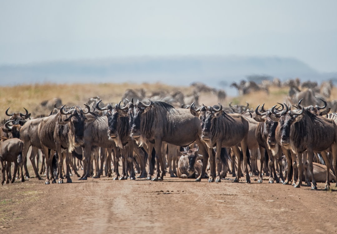 Travel Tips and Stories of Mara Triangle - Maasai Mara National Reserve in Kenya