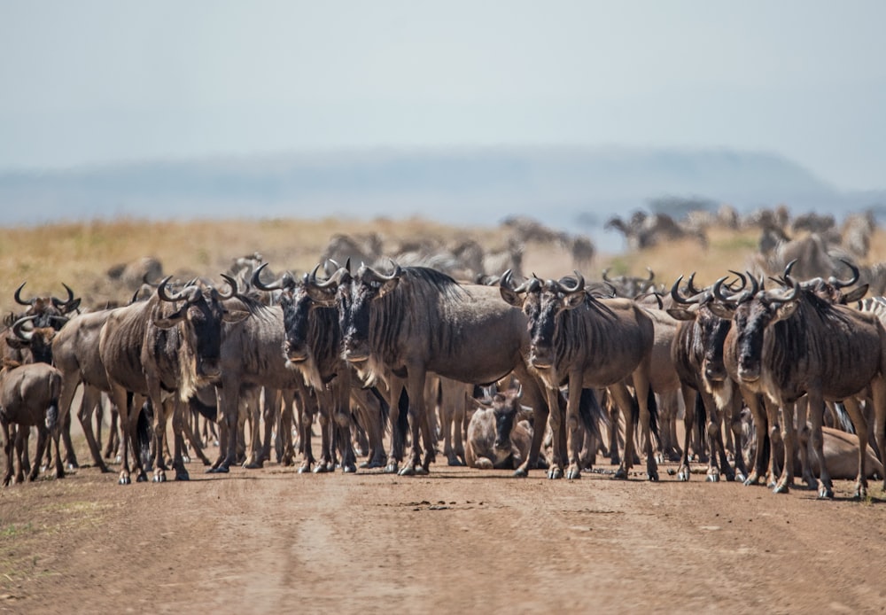 herd of cattle standing on brown ground during daytime