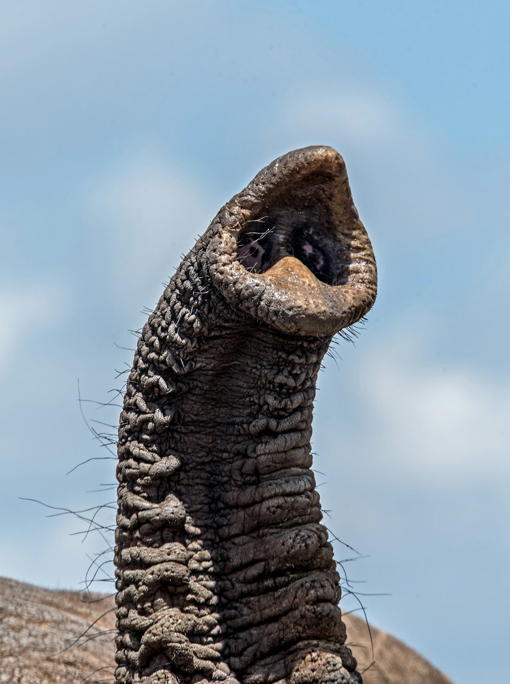 코끼리 코의 근접 촬영 사진