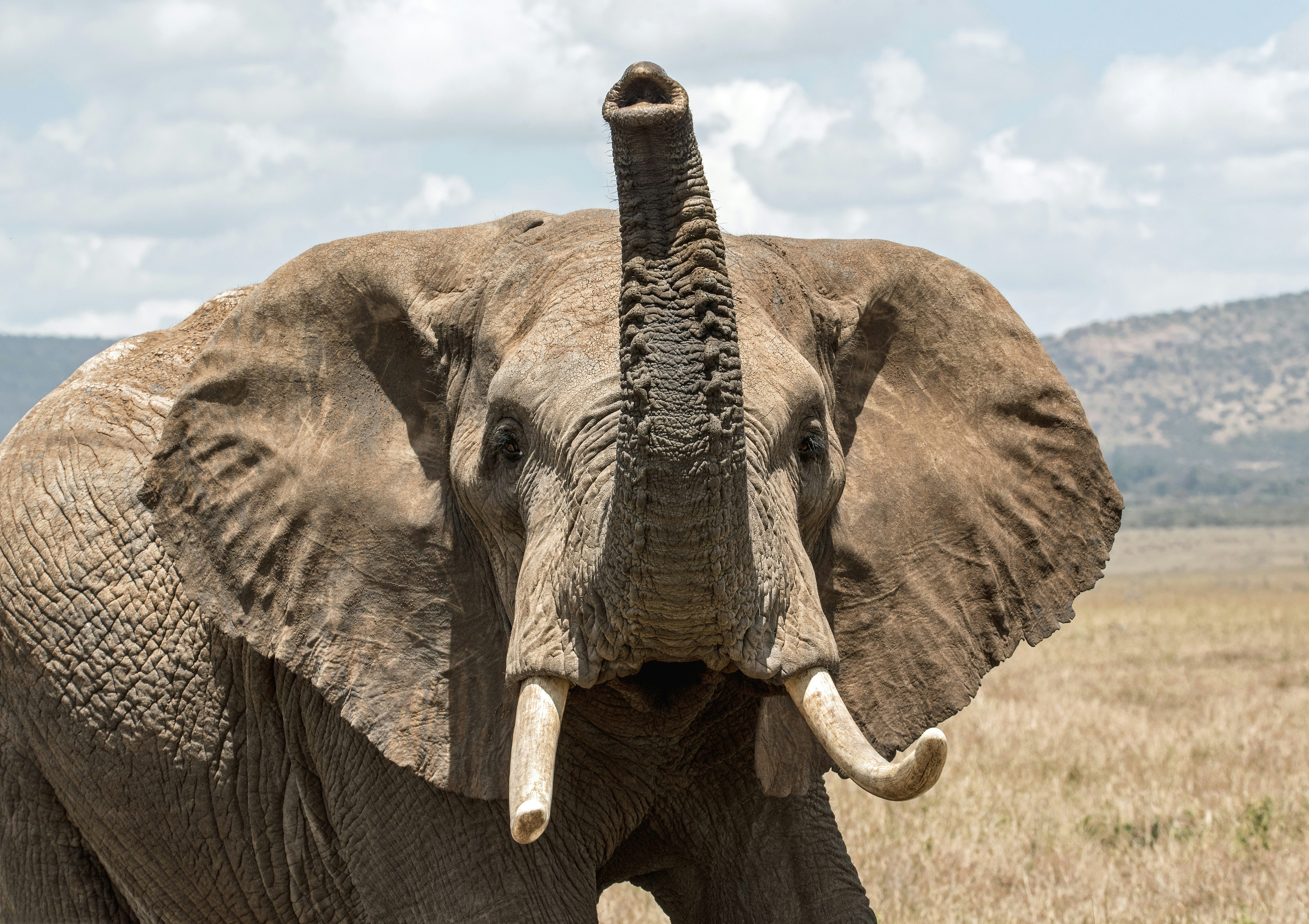 elephant on grass field