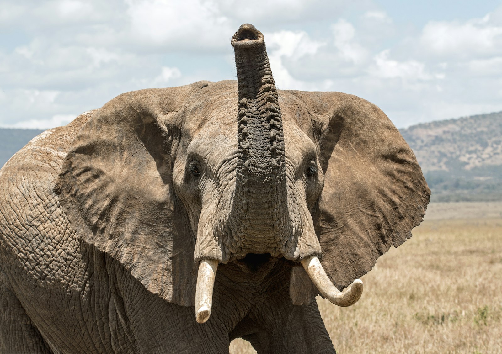 Nikon D750 + Sigma 150-600mm F5-6.3 DG OS HSM | S sample photo. Elephant on grass field photography