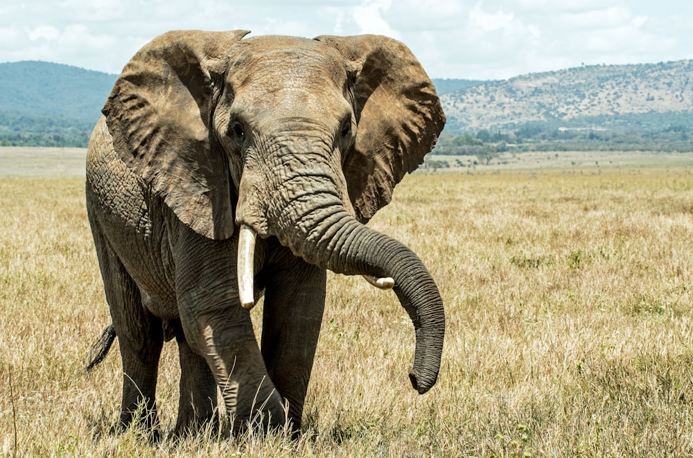 Grauer Elefant auf braunem Grasfeld