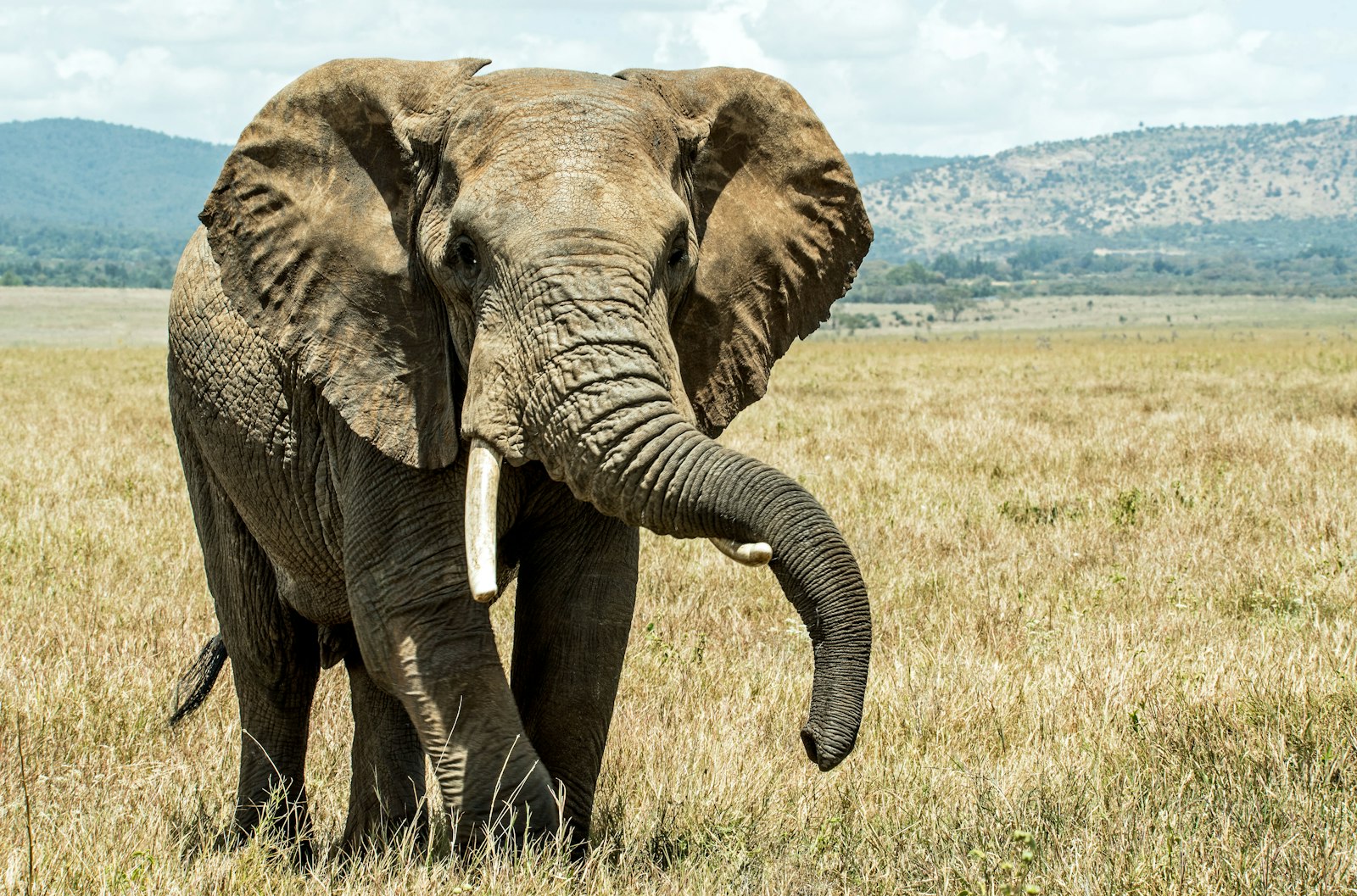 Sigma 150-600mm F5-6.3 DG OS HSM | S sample photo. Gray elephant on brown photography