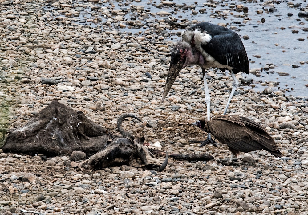 black and gray vulture