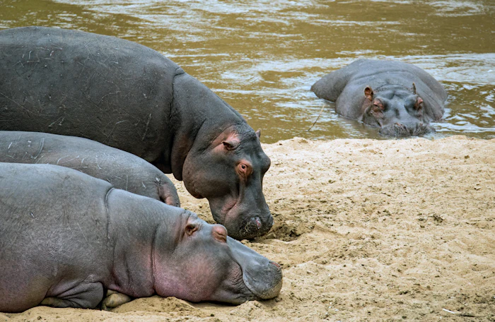 Hippos resting on a riverbank