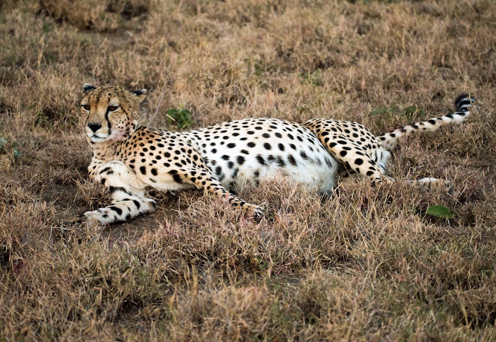 ghepardo sdraiato sull'erba marrone