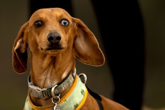 A dachshund dog with a striking heterochromatic feature, having one blue eye and one brown eye. The dog wears a patterned collar and an identification tag, with its attention focused forward. It stands against a blurred, dark background, highlighting its features.