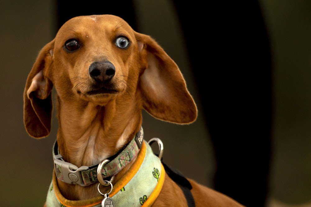 brown dog with collar and leash