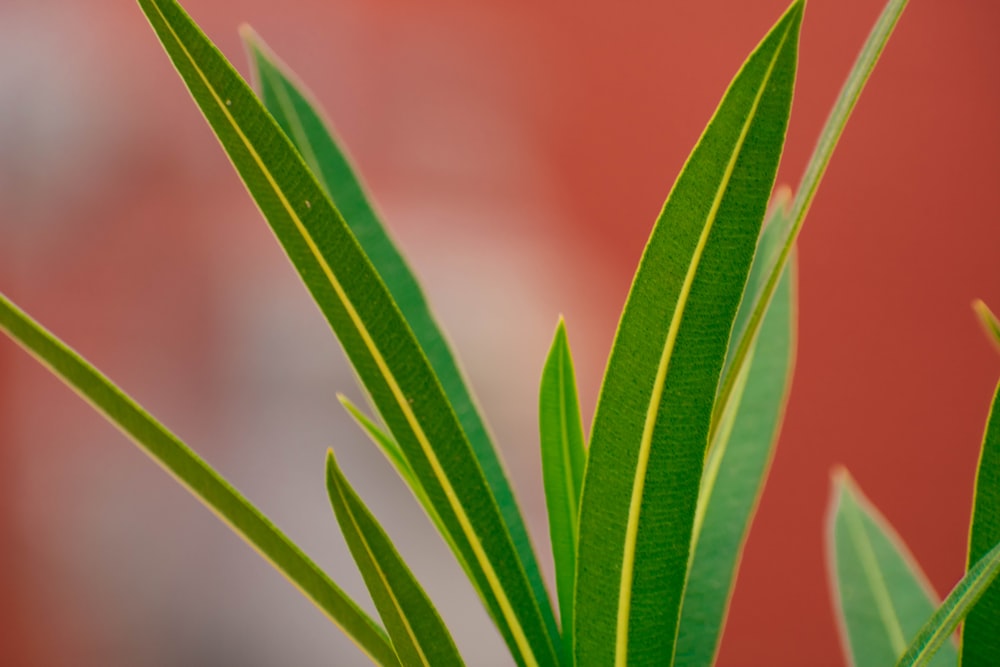 close-up photo of green leaf plant