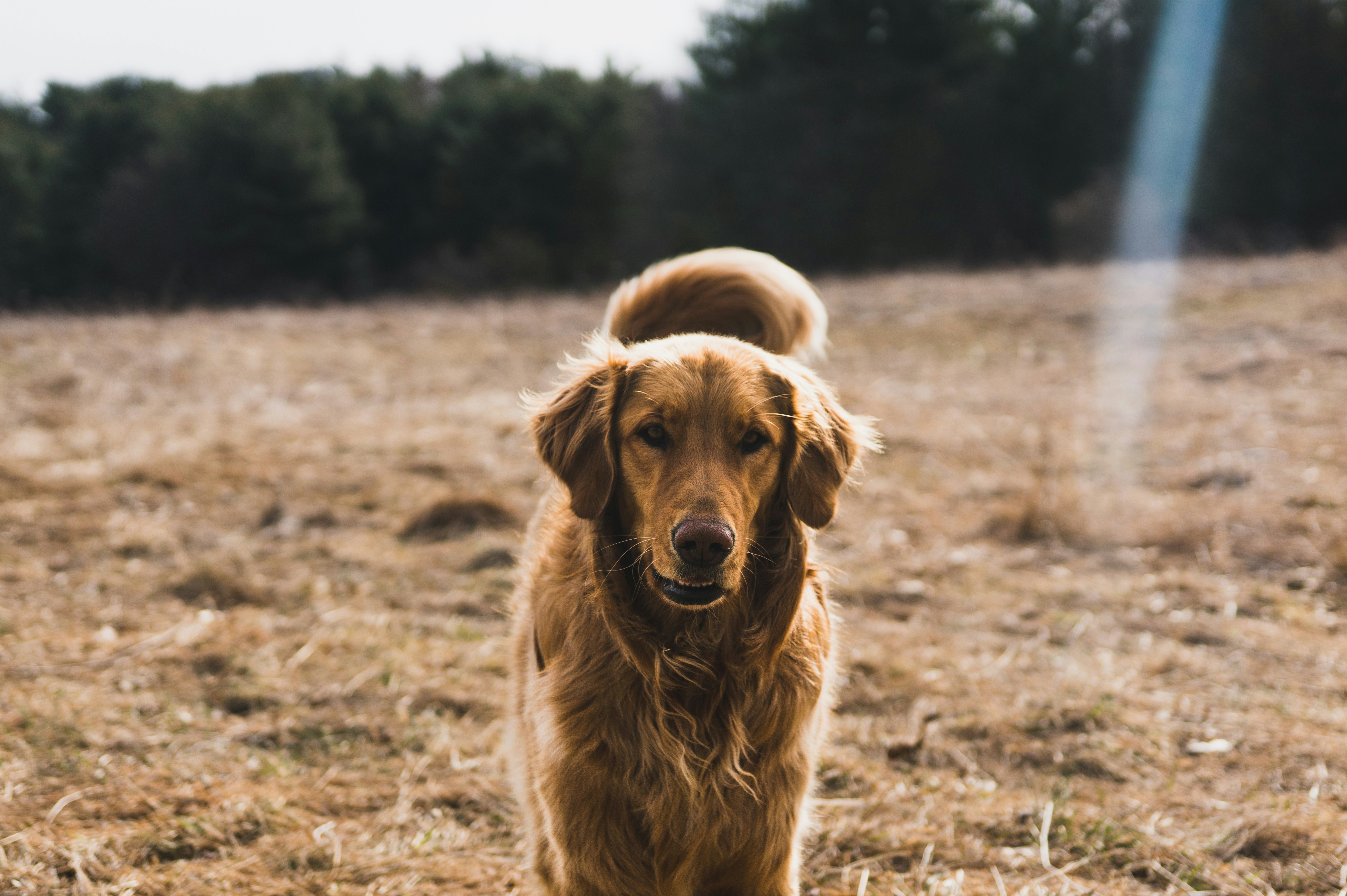 Adult golden retriever on grass field on focus photo photo Free Dog