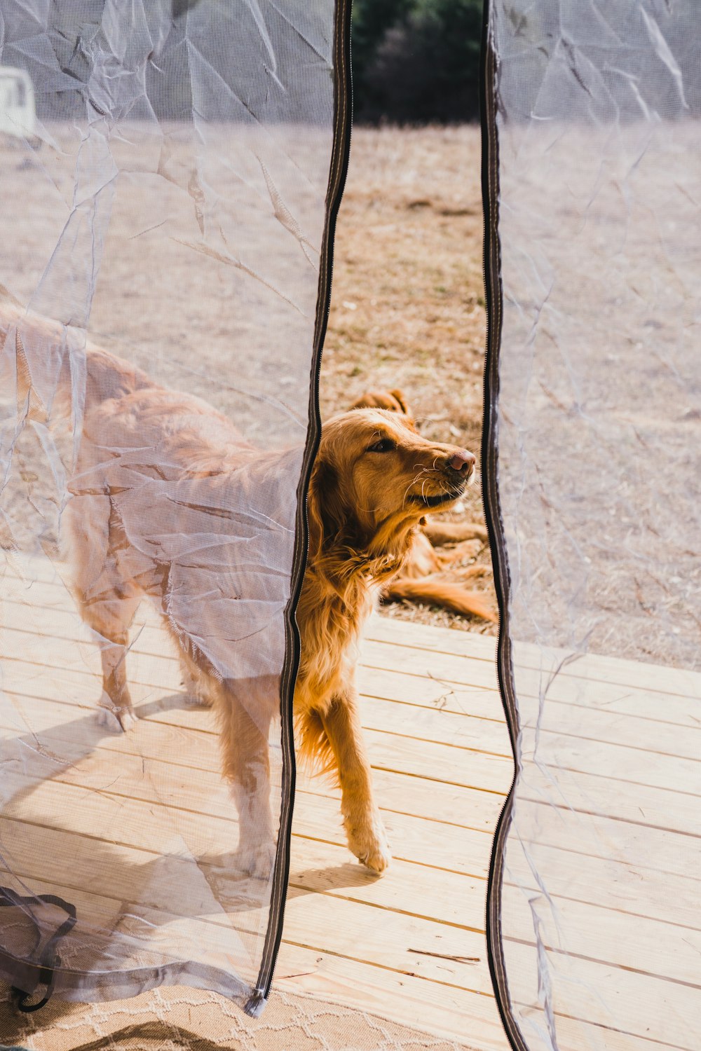 adult Golden Retriever outside mosquito net during daytime