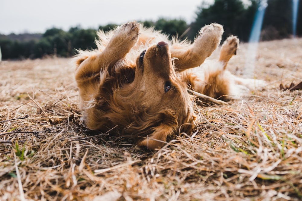 adult gold golden retriever lying on floor