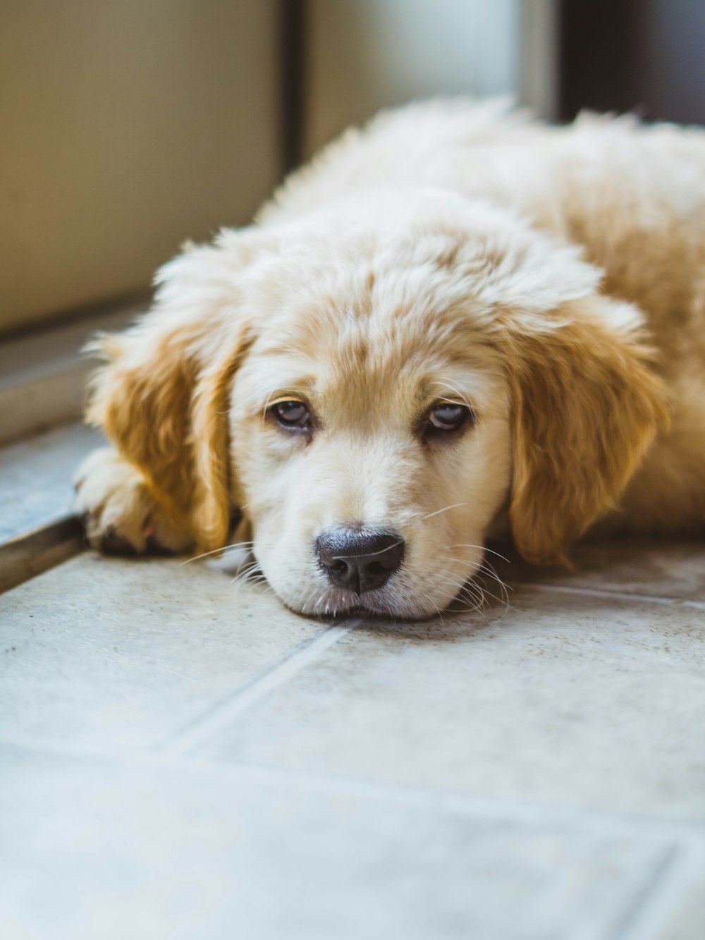 golden retriever puppy lying down on floor