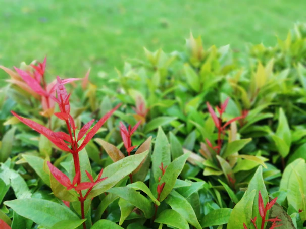 A close-up of freshly pruned bushes with vibrant green leaves in a sunny garden.
