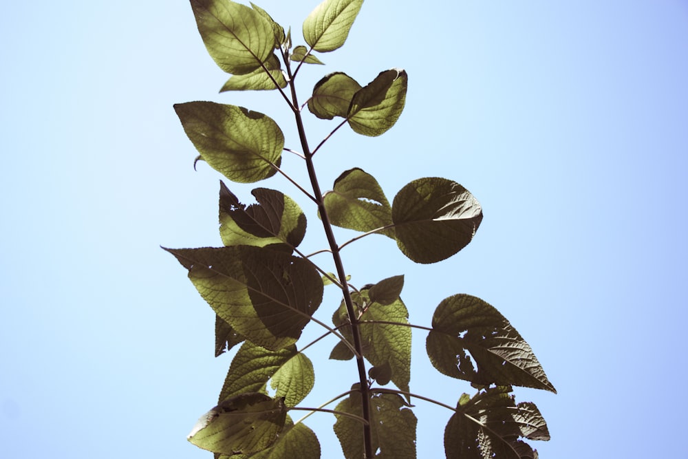 low angle photography of green leafed plant during daytime