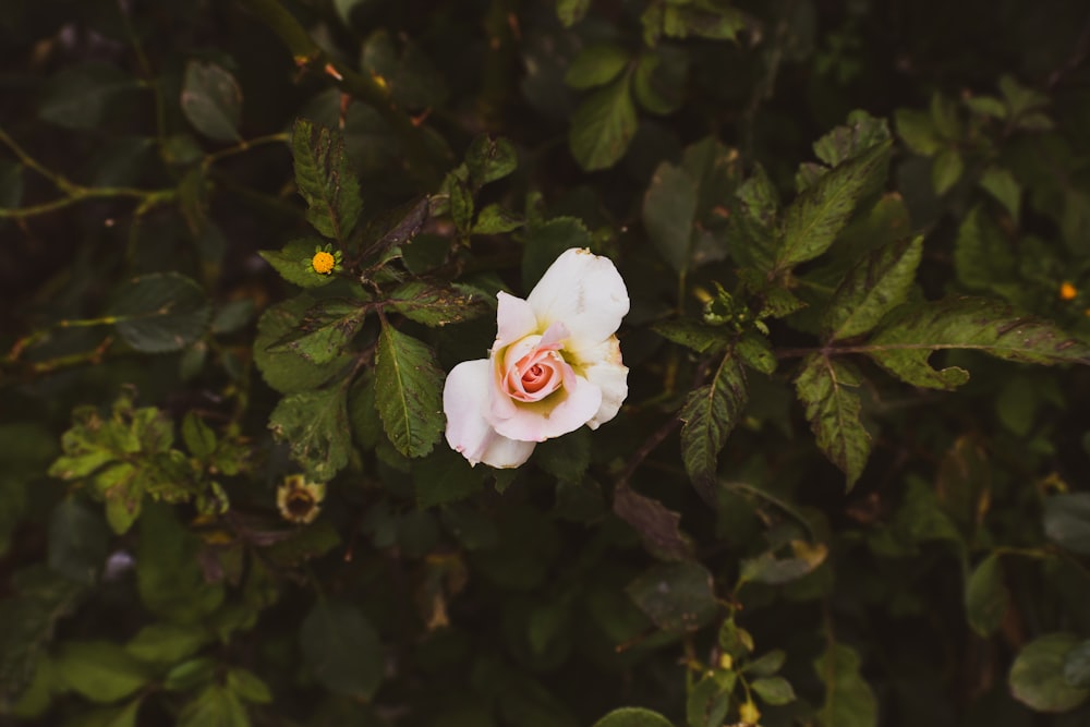 pink and white petaled flower