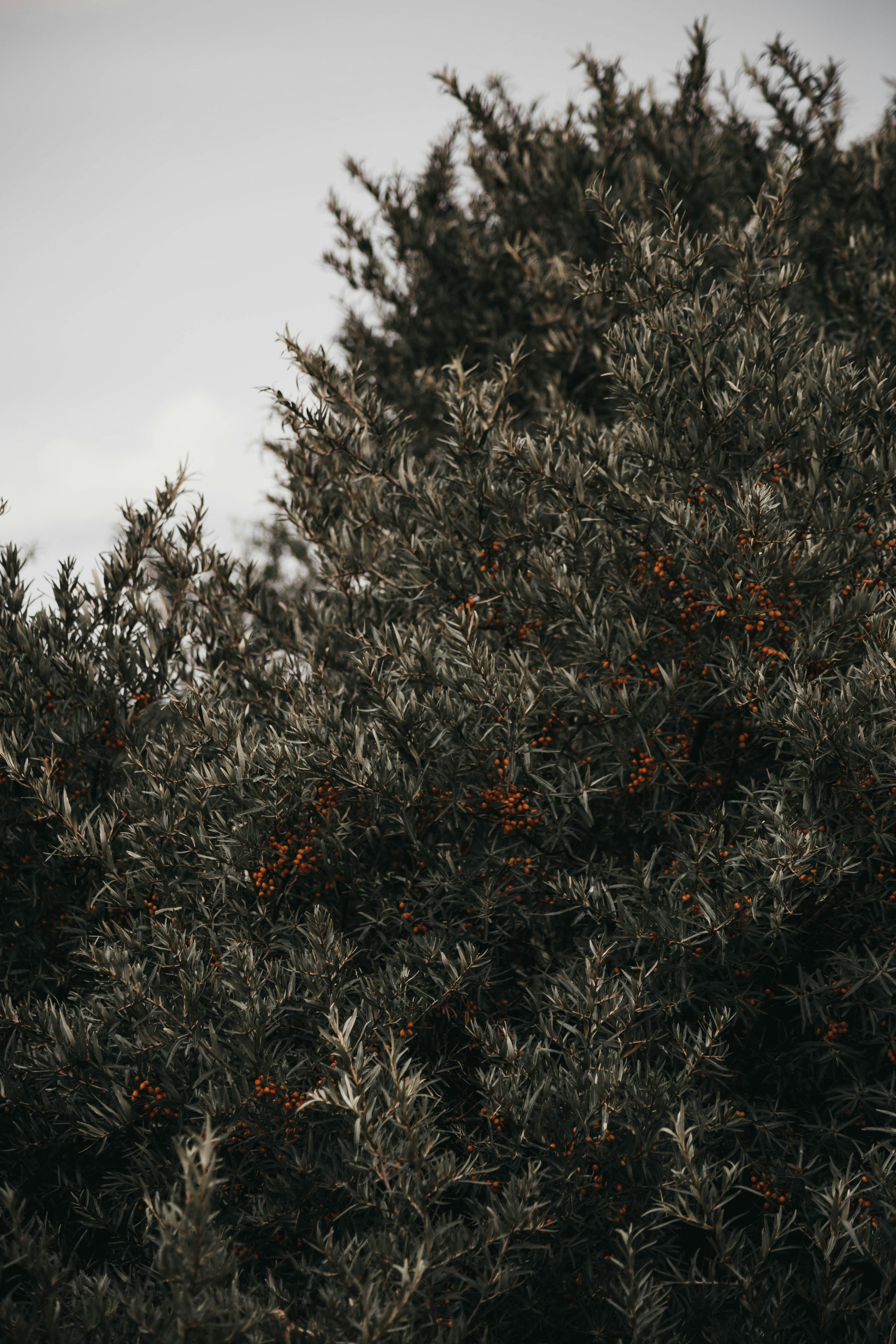 arbre à feuilles vertes