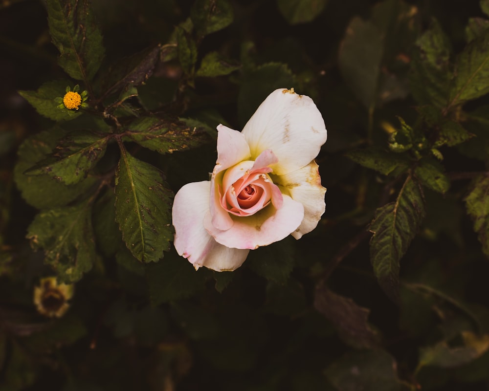 white flower