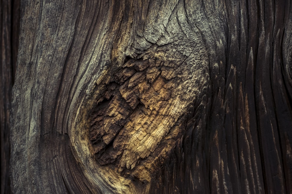 Ilustración de tronco de árbol marrón y negro