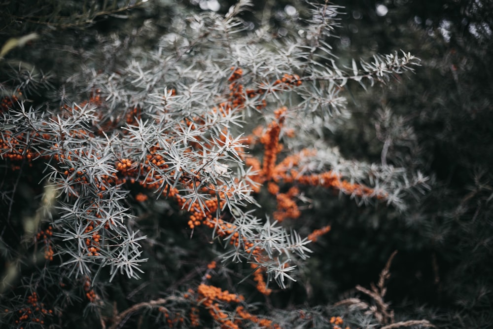 selective focus photography of white and orange plant