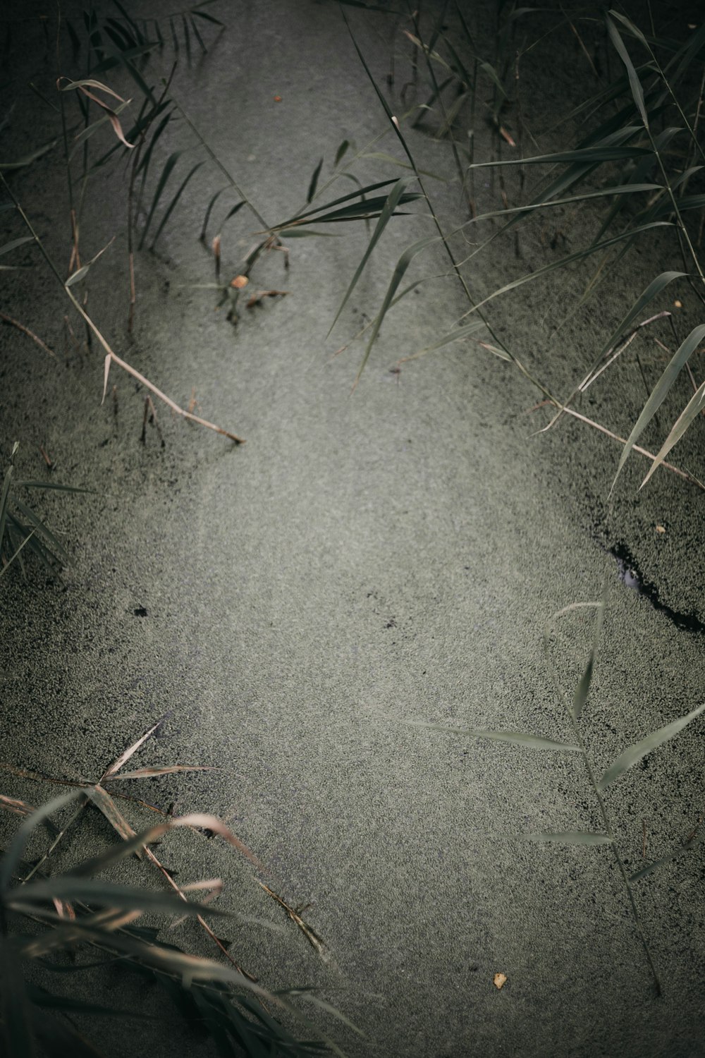 gray ground with leafed plants